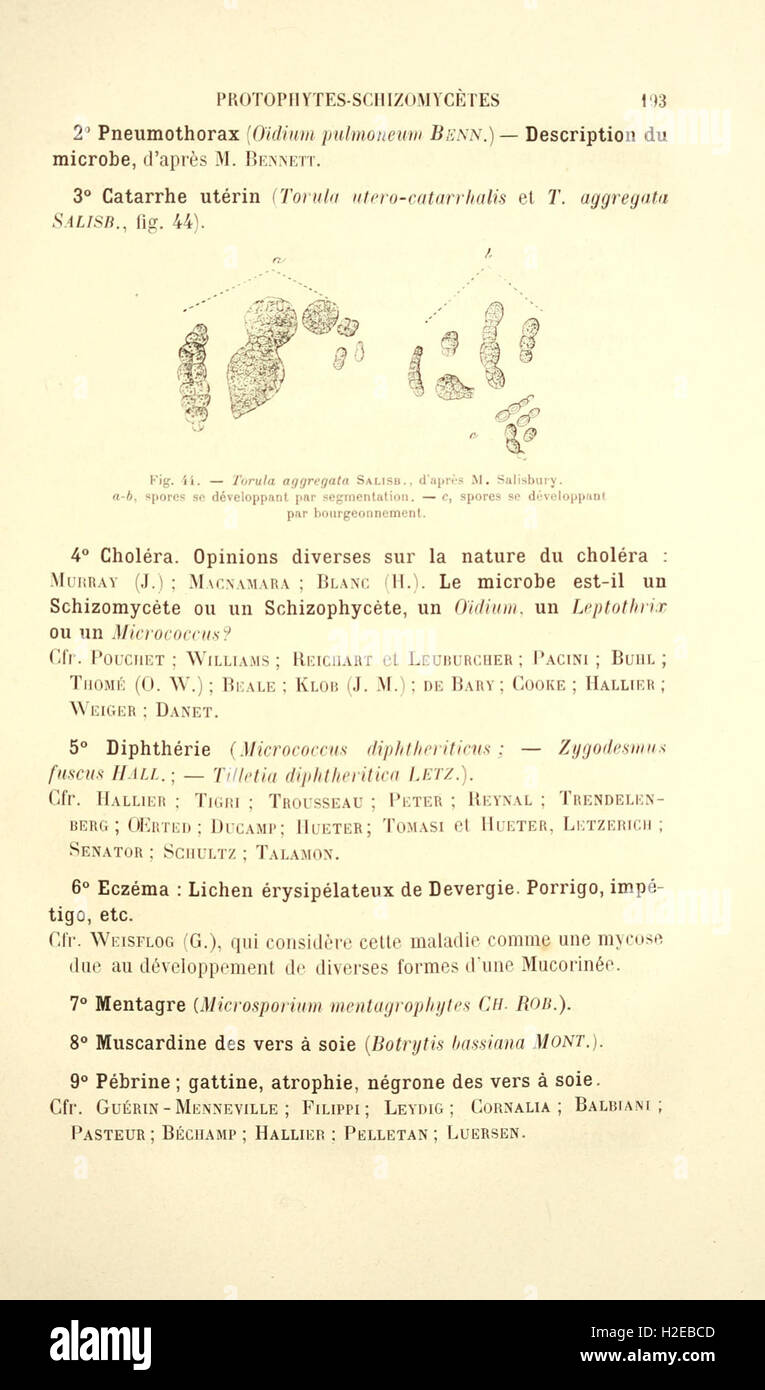 Botanique cryptogamique pharmaco-médicale (Page 193) Stock Photo