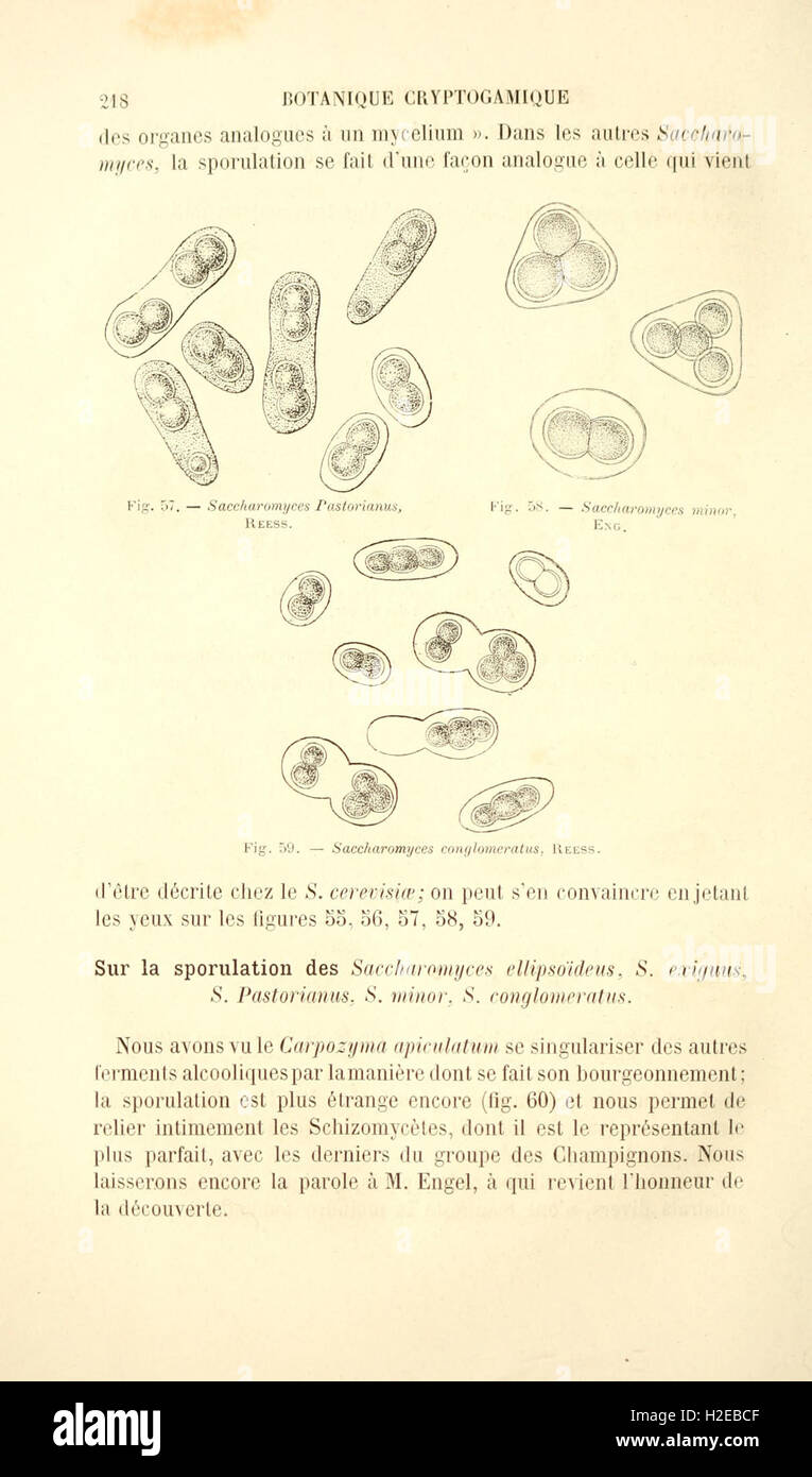 Botanique cryptogamique pharmaco-médicale (Page 218) Stock Photo