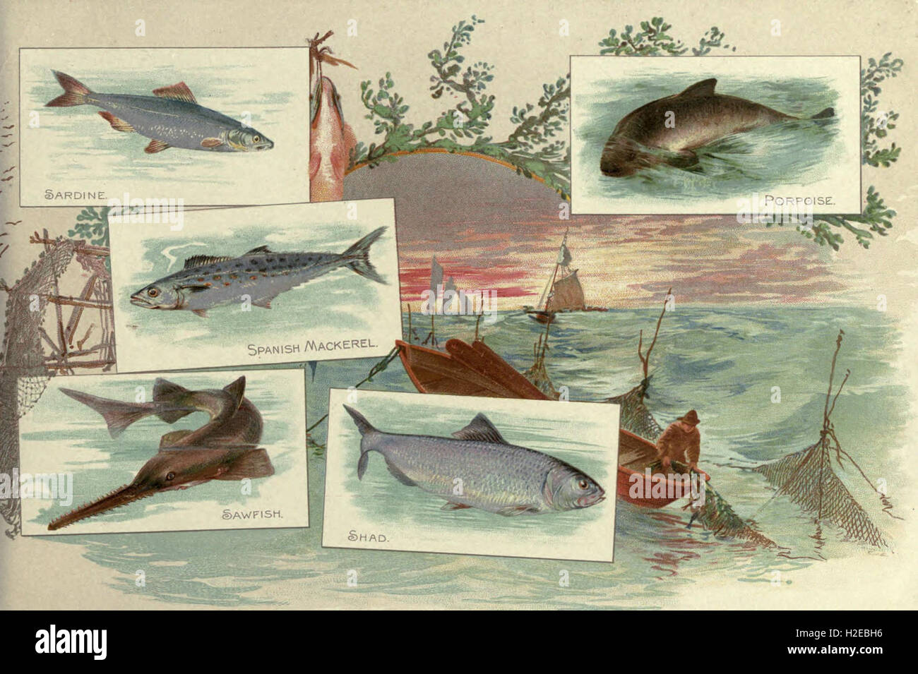 An illustrated catalog featuring 50 different fish species from
