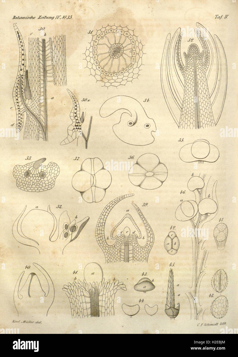 A botanical journal featuring scientific articles, research findings ...