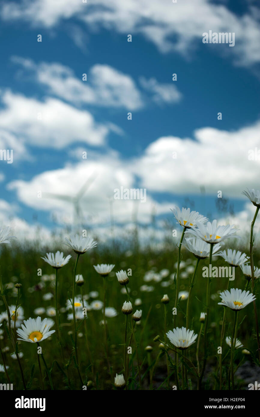 Wind farm turbines at the Tug Hill plateau in Upstate, New York Stock Photo Alamy