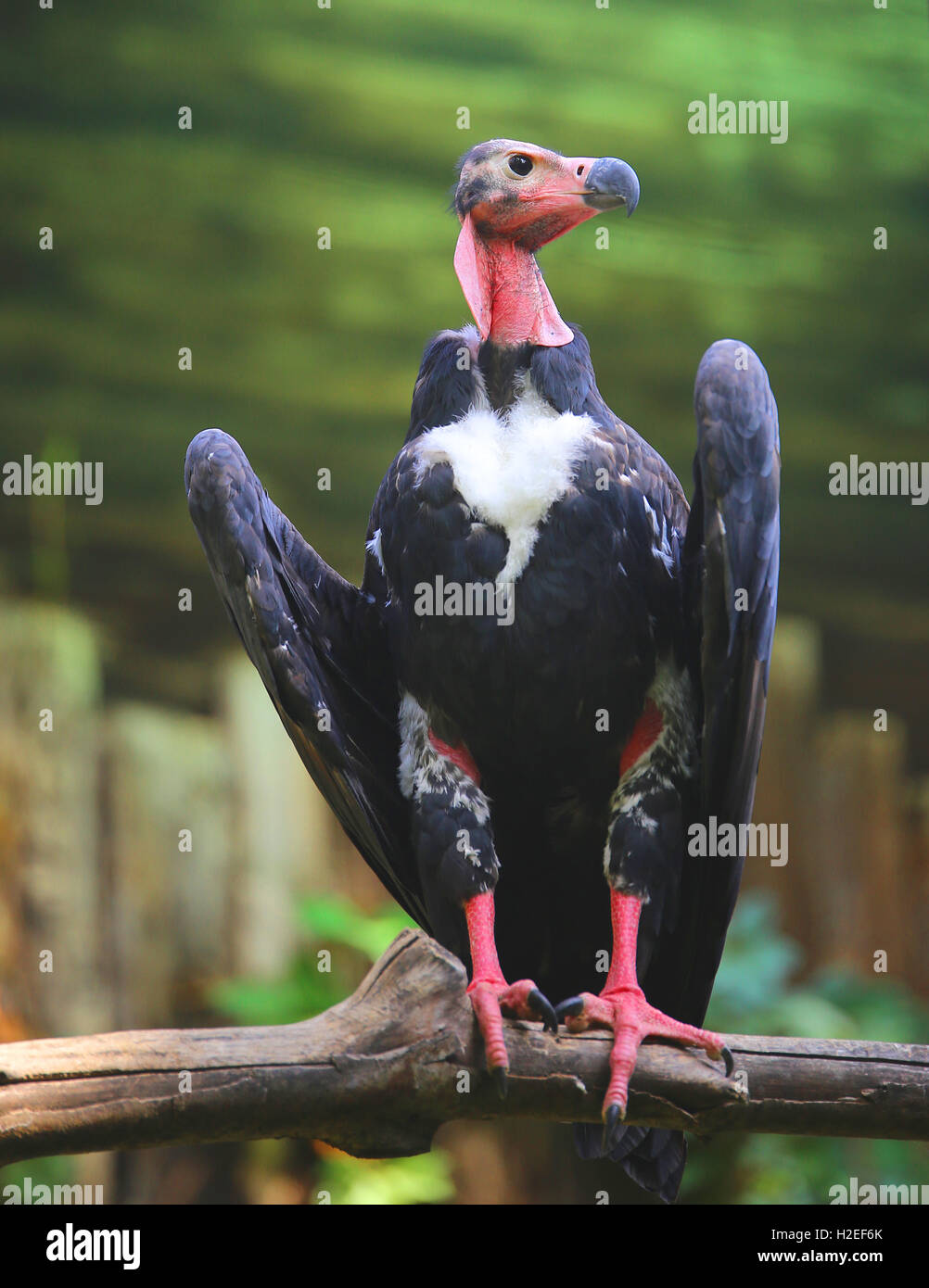 turkey vulture with long neck and dark plumage on branch waiting for prey Stock Photo
