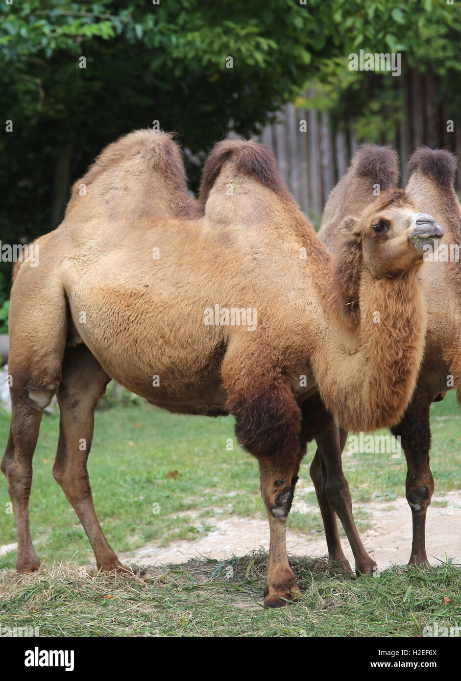 largest Bactrian camel with brown hair in the zoo Stock Photo