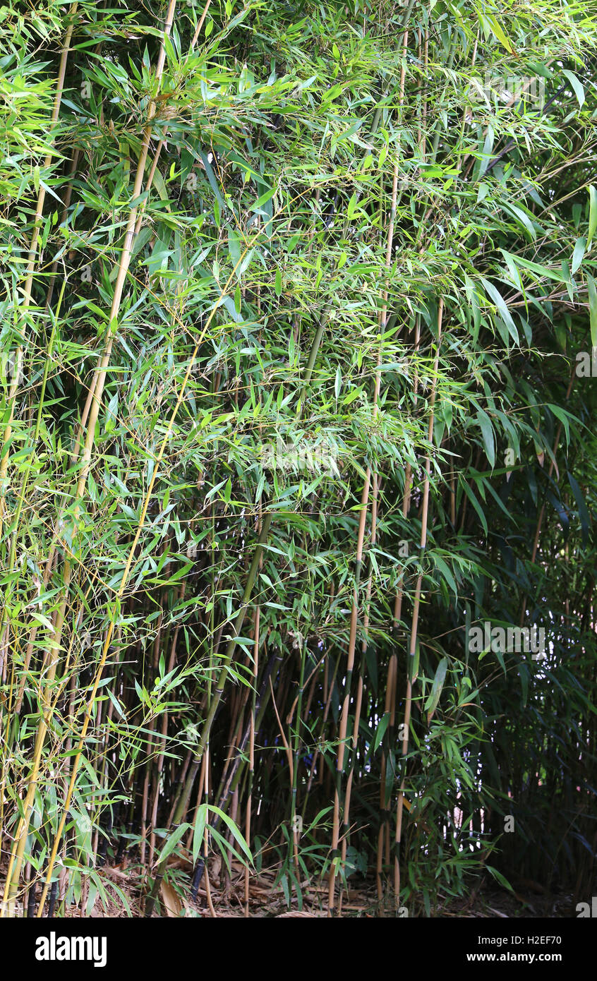 Evergreen bamboo bamboos hires stock photography and images Alamy