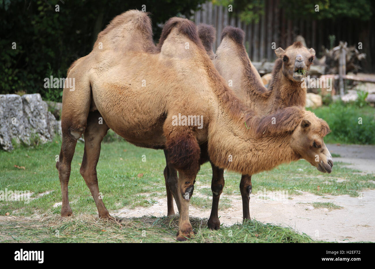 two Bactrian camels with brown hair in the zoo Stock Photo