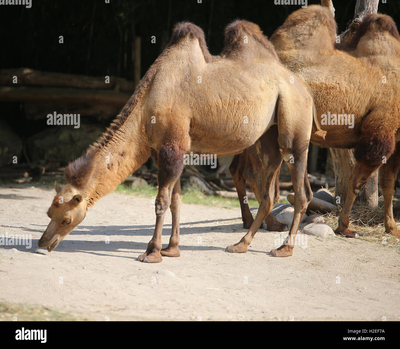 two big African camels with humps while eating Stock Photo - Alamy