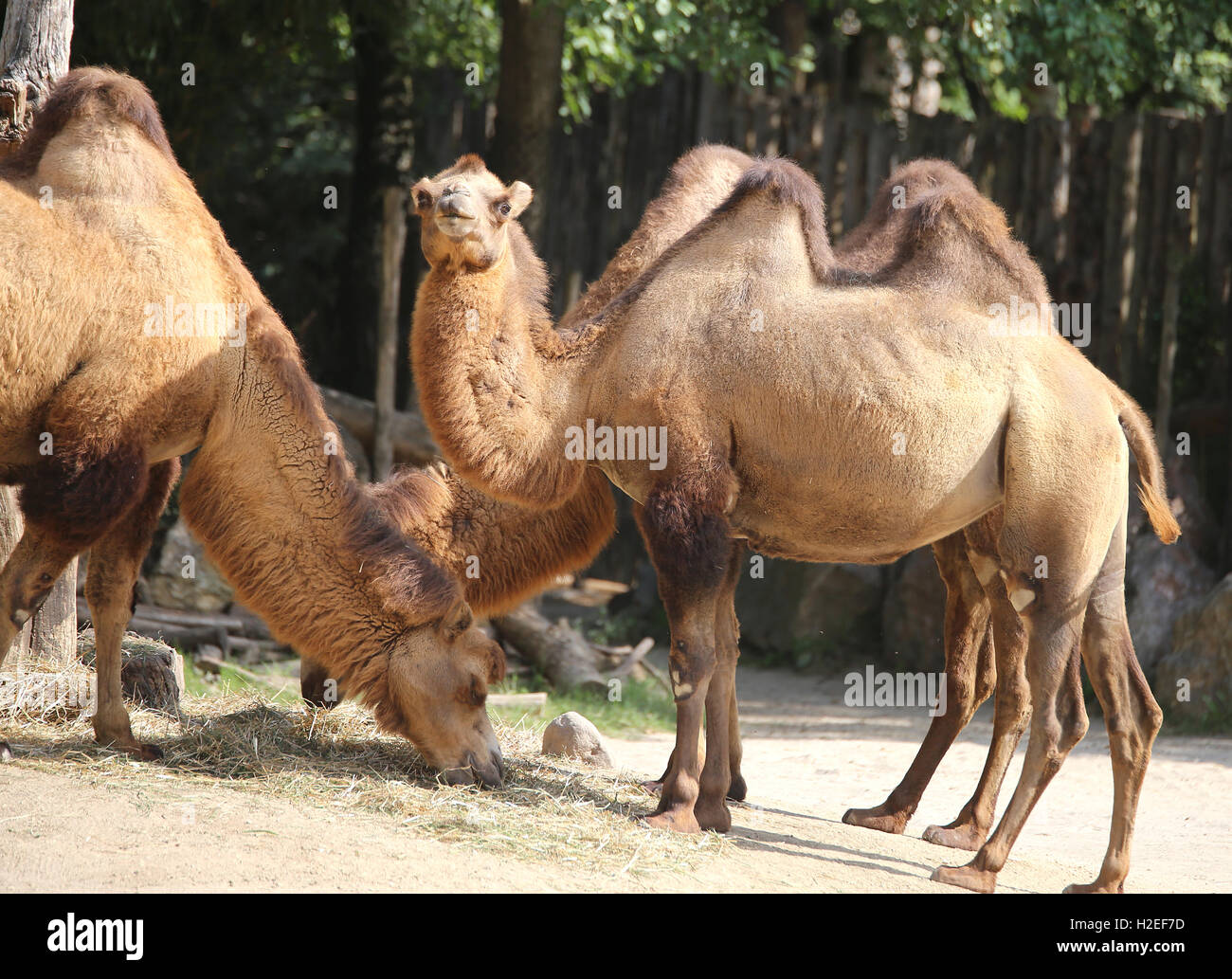 many African camels with humps while eating inside the zoo fence Stock Photo