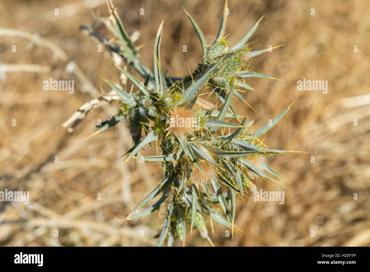 Woolly distaff thistle, Carthamus lanatus, in a stubble field. Photo taken in Ciudad Real Province, Spain Stock Photo