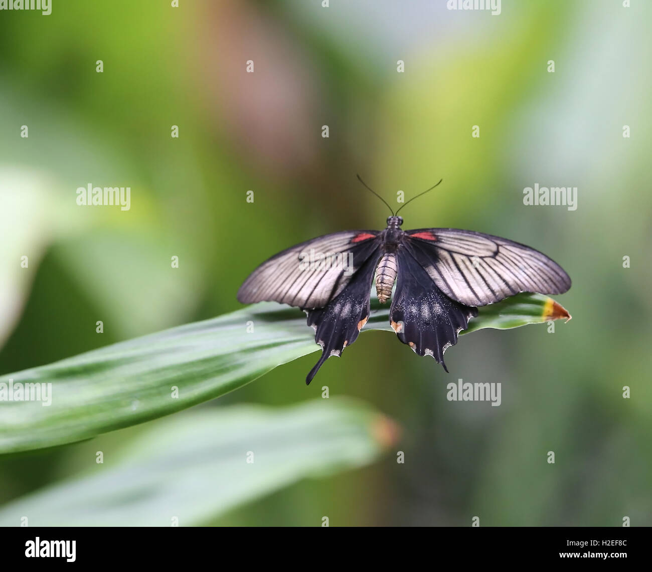 Grey butterfly hires stock photography and images Alamy