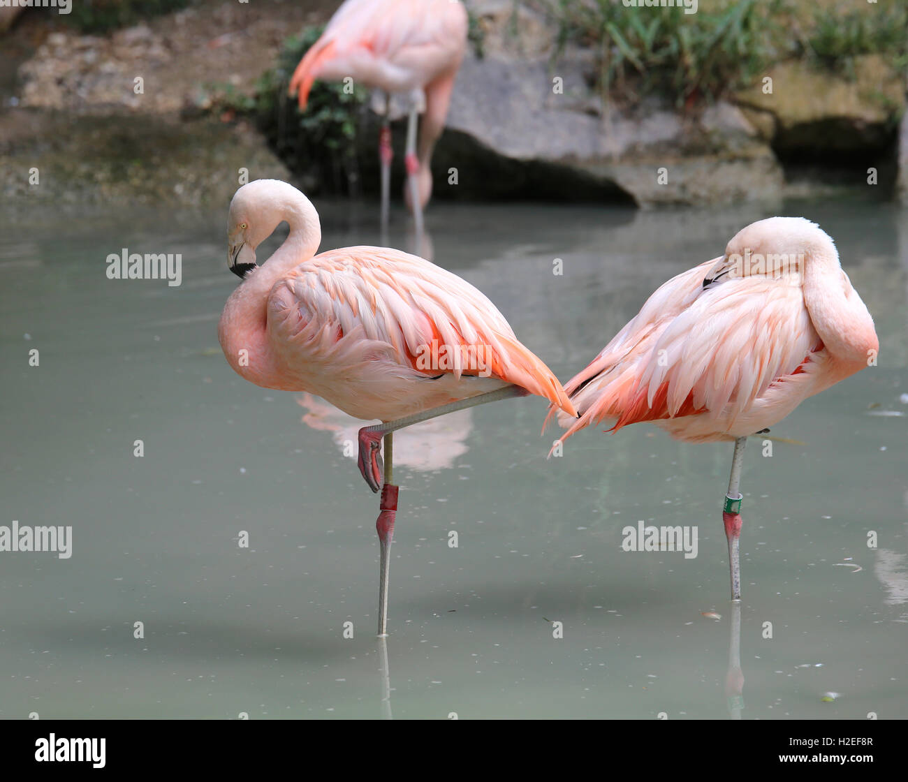 pink flamingos are resting on one leg on the lake Stock Photo