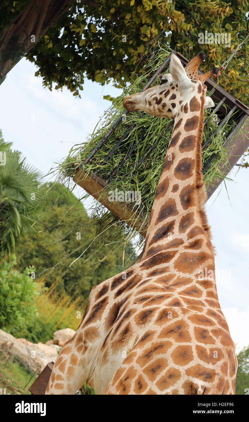 very tall giraffe with a long neck eats the raised manger Stock Photo