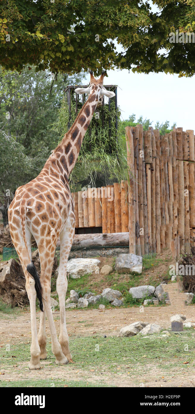 tall giraffe with a long neck eats outdoor Stock Photo