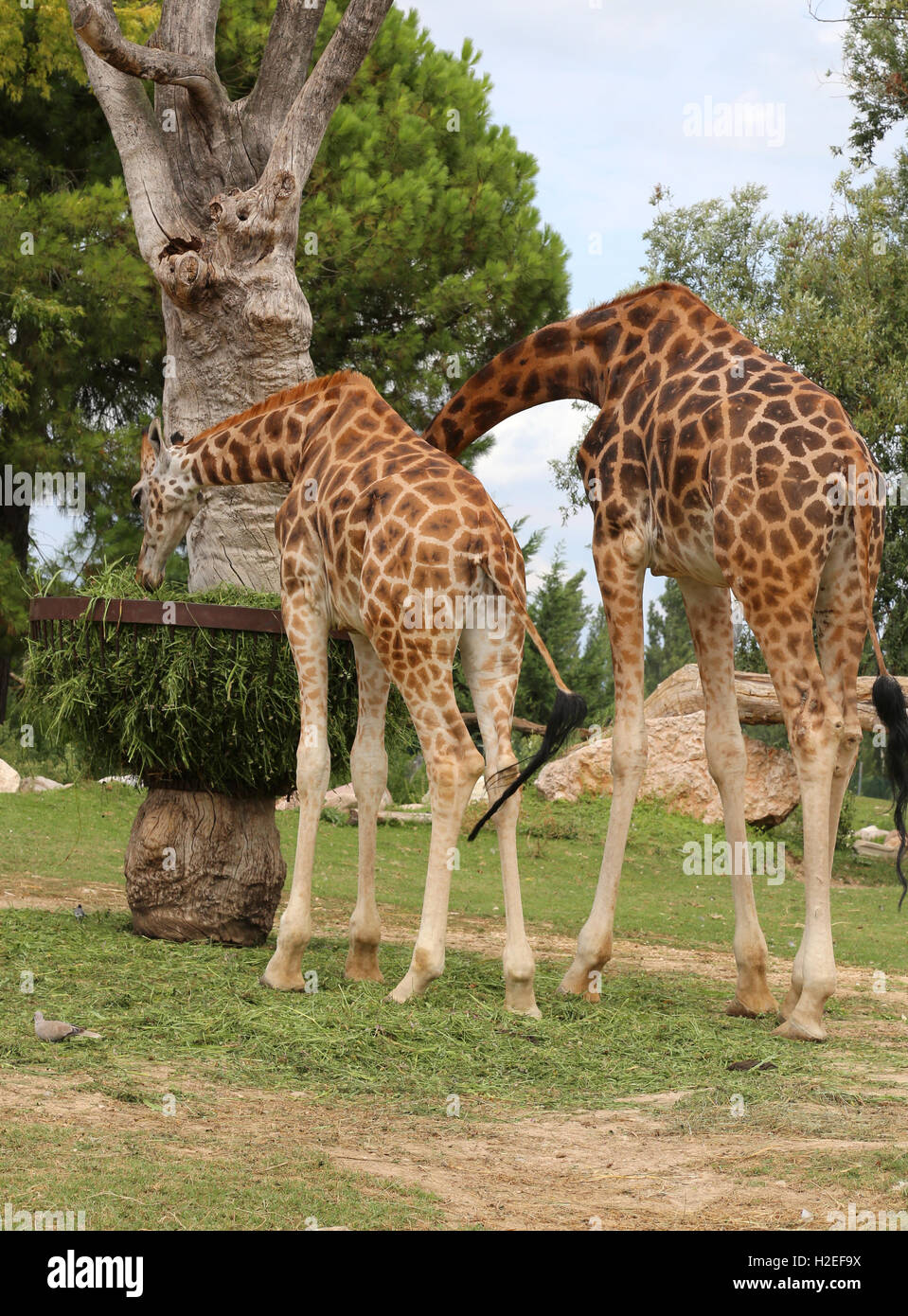 two African Giraffes with long neck eats the leaves Stock Photo