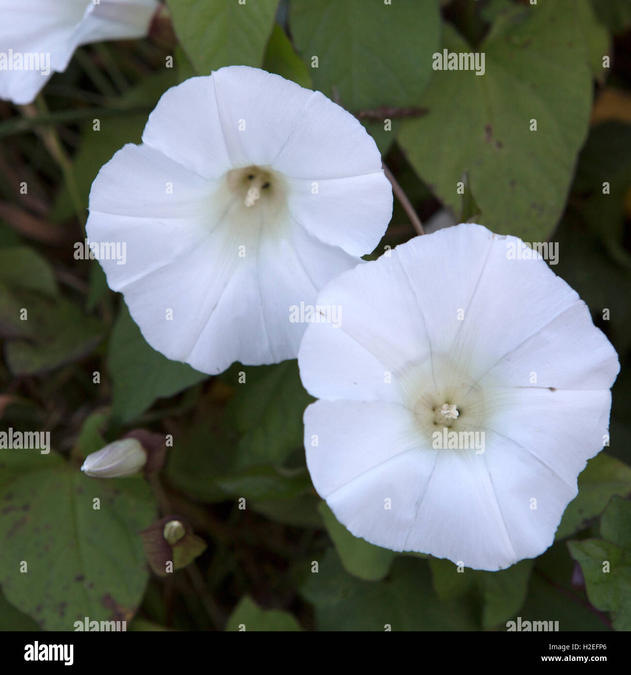 Bell Like Flowers High Resolution Stock Photography And Images Alamy