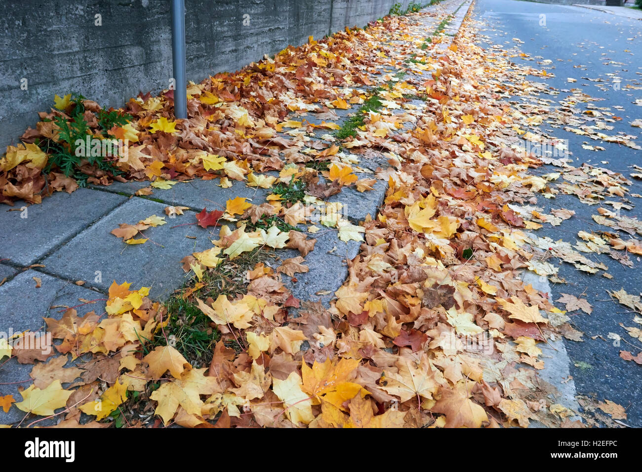 Maple leaves on the pavement hi-res stock photography and images - Alamy