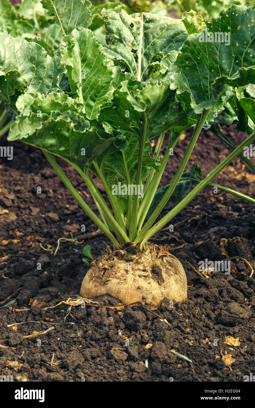 Sugar beet root crop in the ground, selective focus Stock Photo