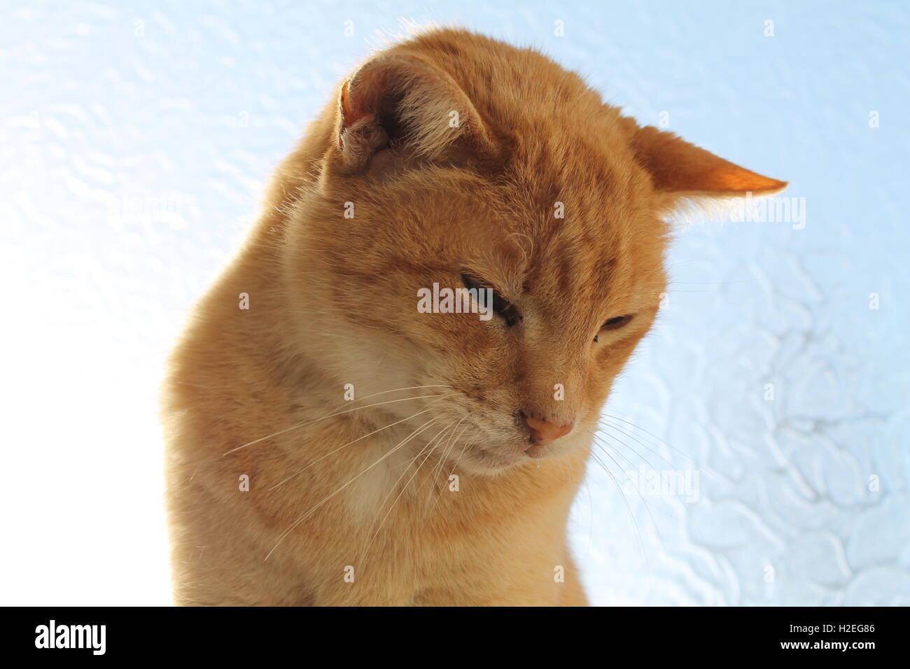 Old ginger cat sitting next to a bright, sunny window Stock Photo