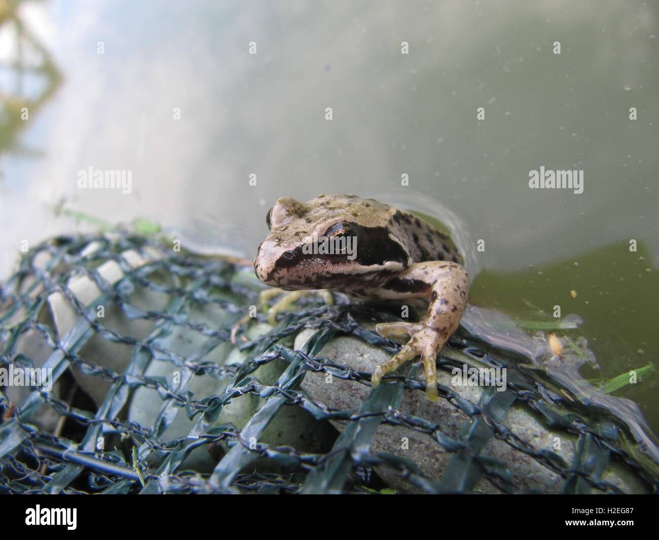 Netting garden pond hires stock photography and images Alamy