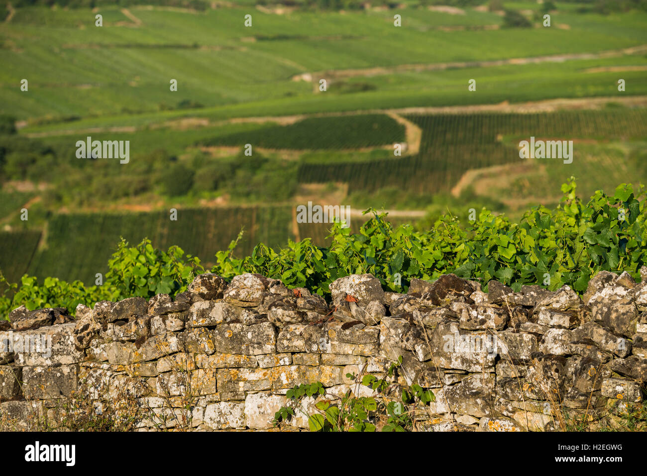 Vineyard hut, Beaune, Cote de Beaune. Burgundy .France, EU, Europe ...