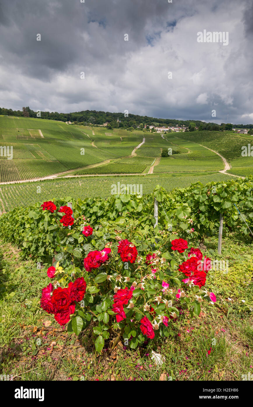 Champagne vineyards near of the town Epernay, France, EU, Europe. Stock Photo