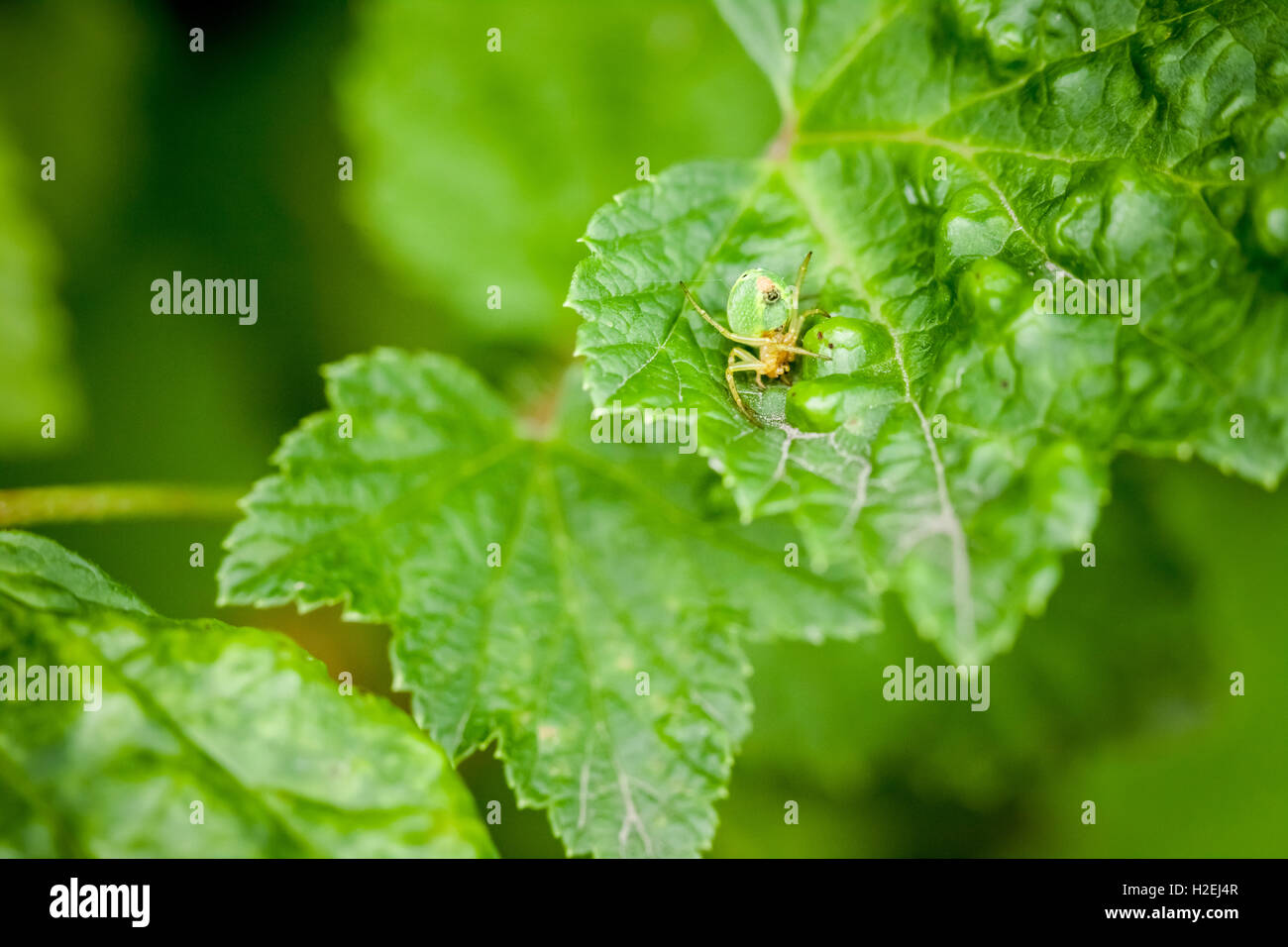 Macro photography of little spider Stock Photo - Alamy