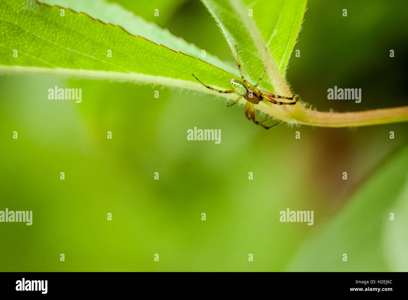 Macro photography of little spider Stock Photo - Alamy