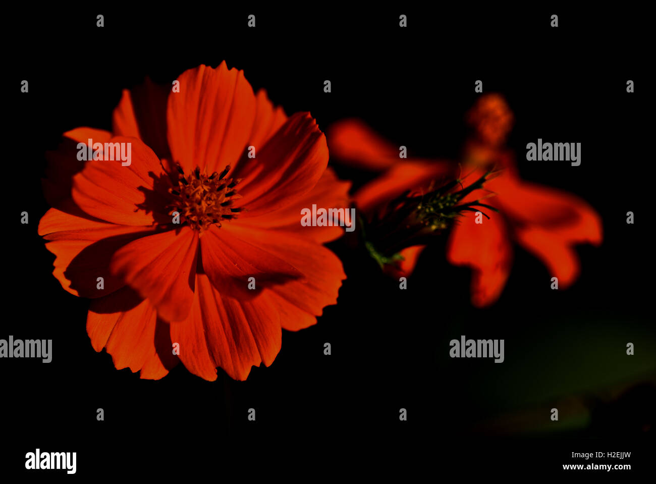 Red Dahlia with dark background Stock Photo - Alamy