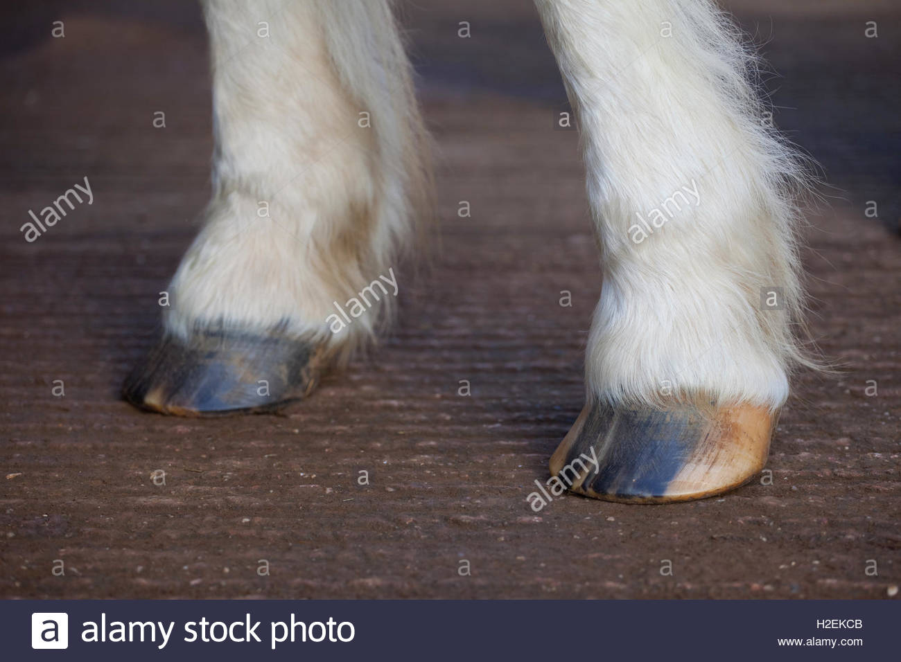 Fetlock Stock Photos & Fetlock Stock Images - Alamy