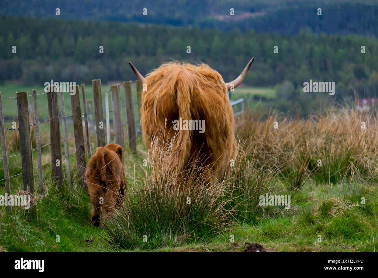 Highland cattle with calf, Argylle, Western Scotland, UK Stock Photo