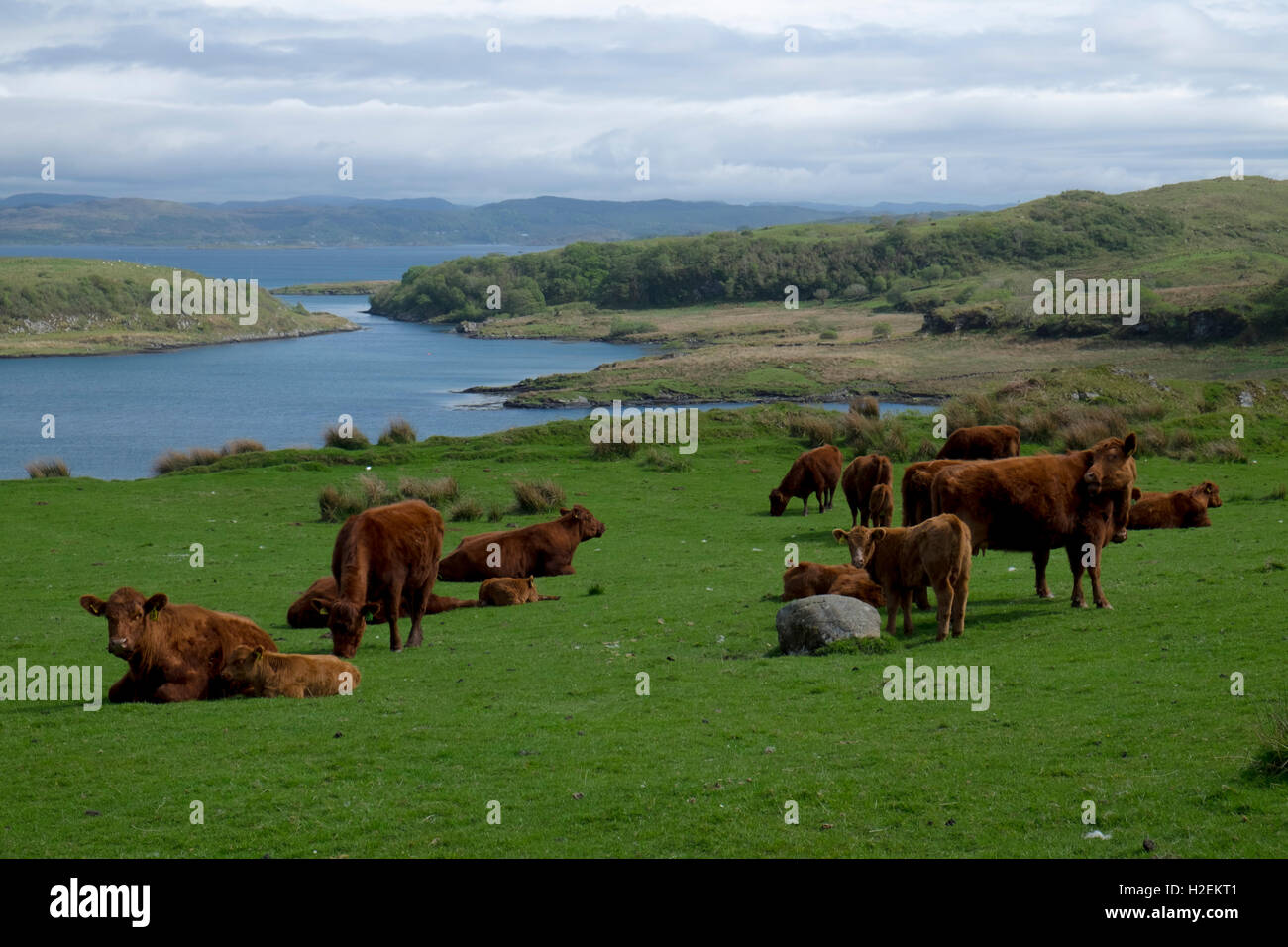 Luing beef cattle on the island of Luing, Argyle, Western Scotland, UK Stock Photo