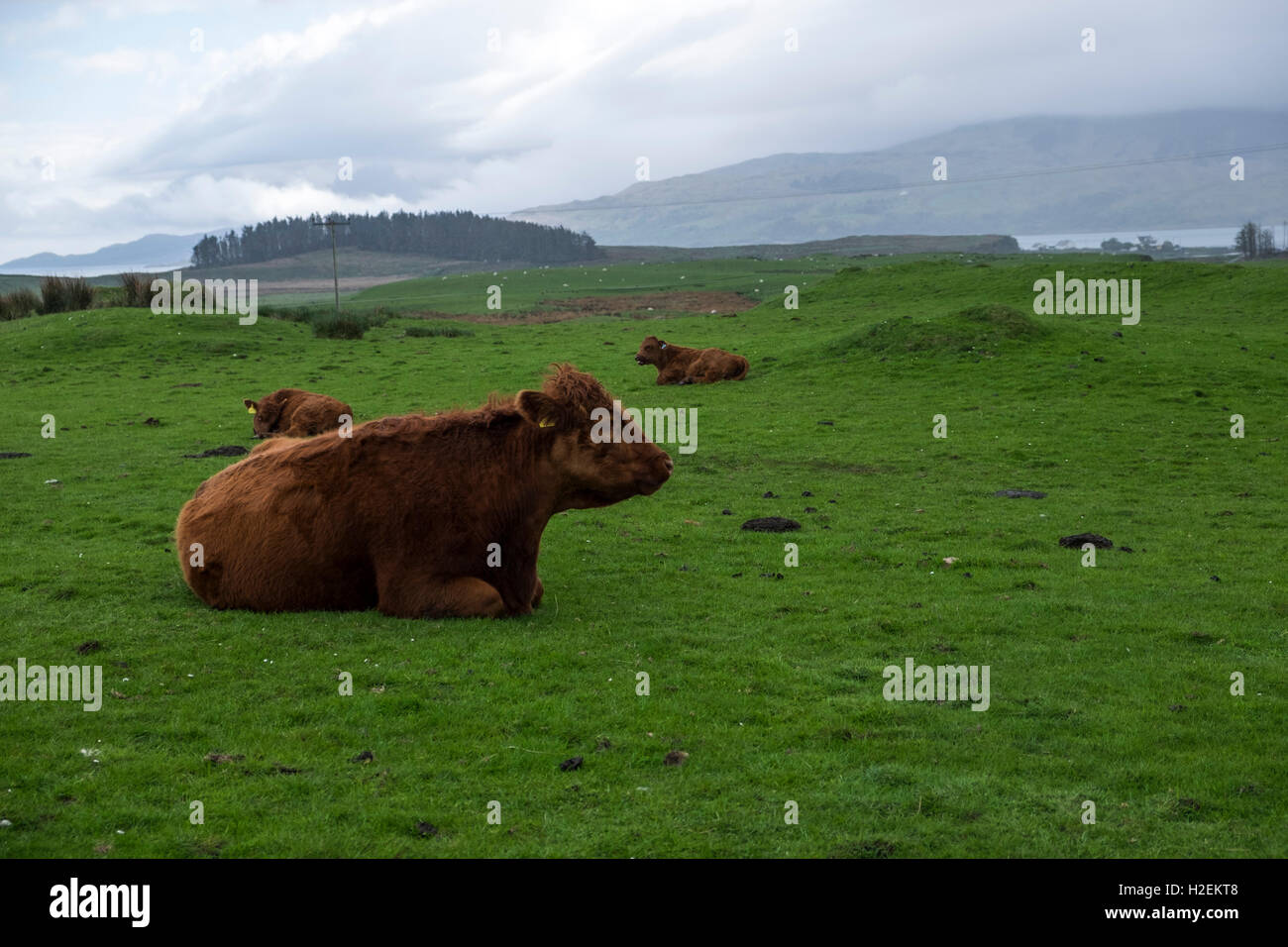 Luing beef cattle on the island of Luing, Argyle, Western Scotland, UK Stock Photo