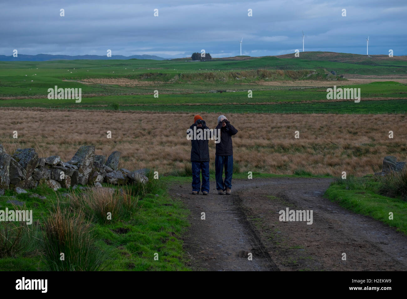 Birdwatching on the island of Luing, Argyle, Western Scotland, UK Stock Photo