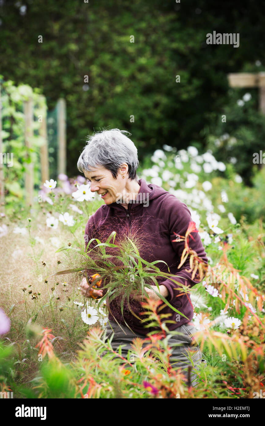 A mature woman in a flowering bed, cutting flowers for arrangements. An organic flower nursery. Stock Photo