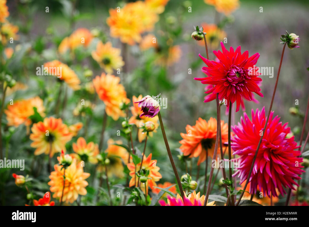 Orange and red dahlias in a flowering bed at an organic plant nursery. Stock Photo