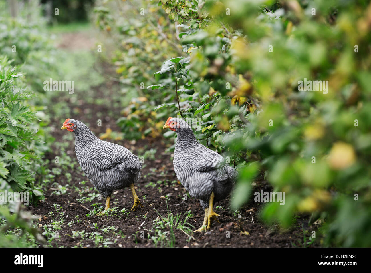 Two black and white Sussex chickens in a flowerbed. Stock Photo