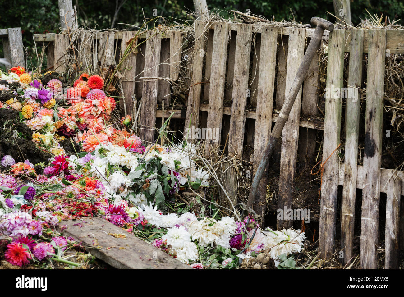 A compost bin made of old wooden pallets, with dead flowers, garden