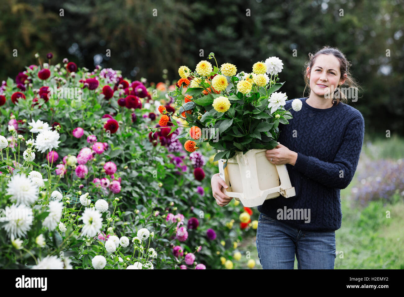 A woman working in an organic flower nursery, cutting flowers for flower arrangements and commercial orders. Stock Photo