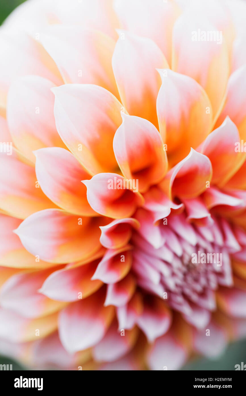 Dahlia farm hi-res stock photography and images - Alamy
