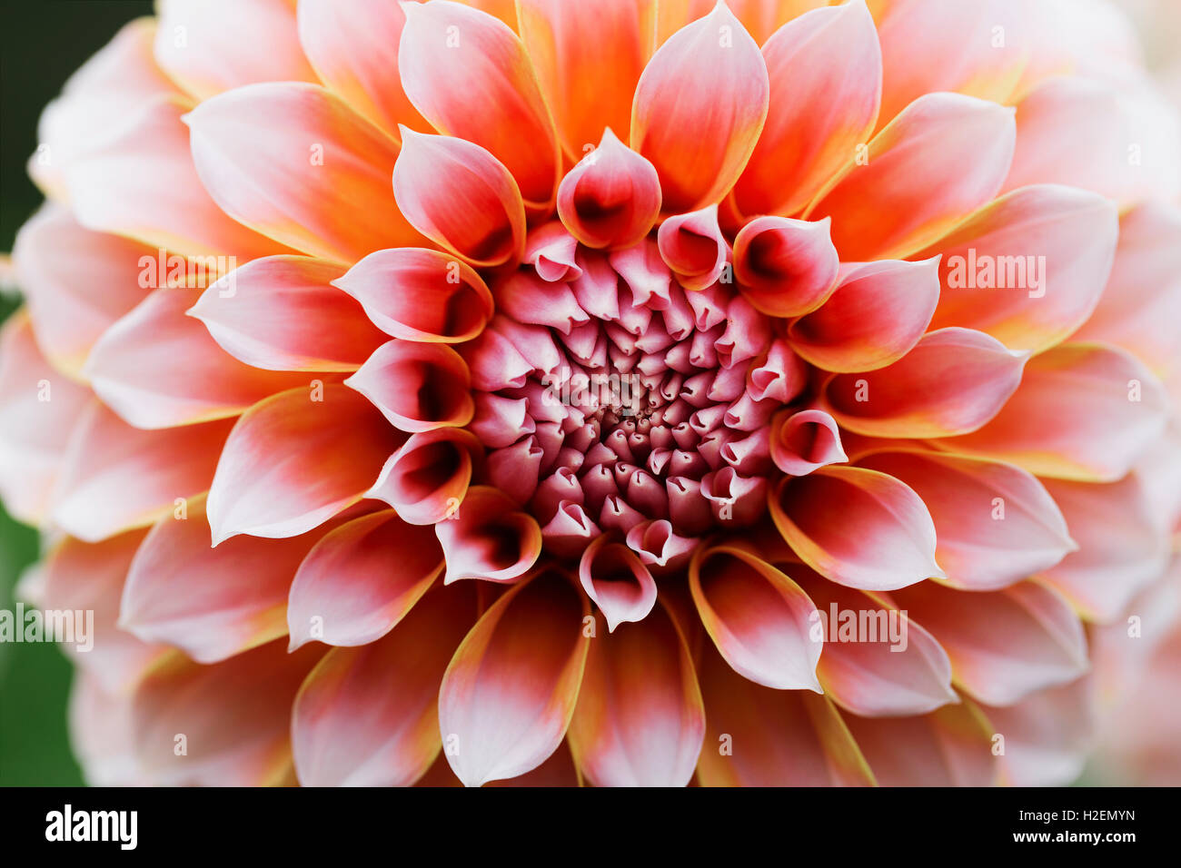 Dahlia farm hi-res stock photography and images - Alamy