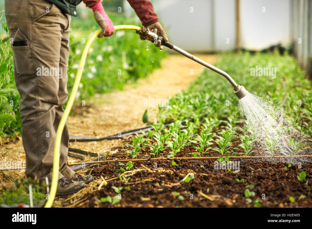 A worker in a polytunnel watering young seedlings with a hose. Stock Photo