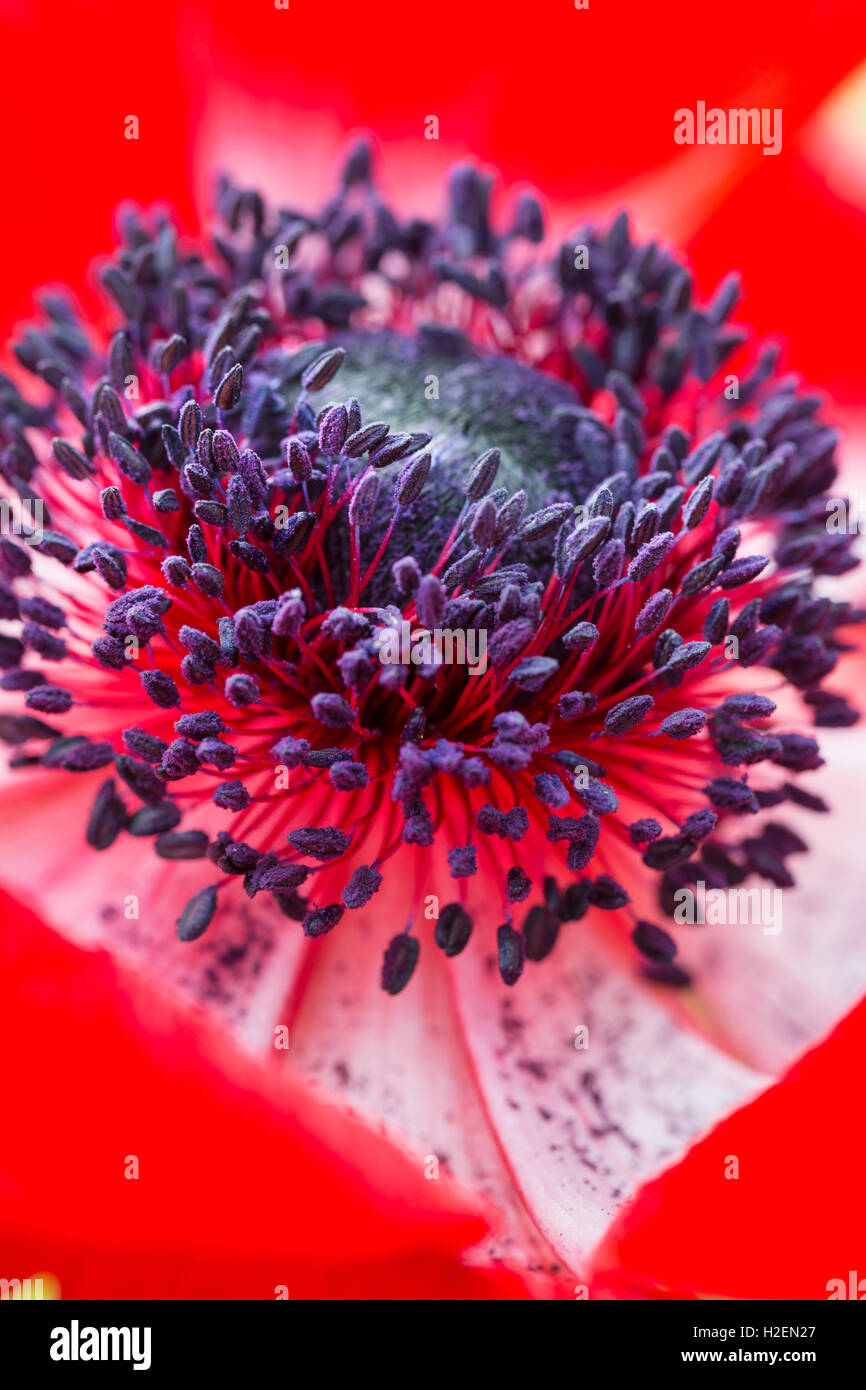 Close up of a flower with red petals and purple stamens. Stock Photo
