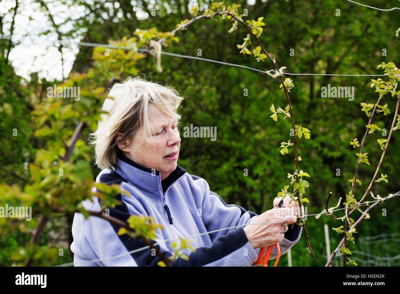 A woman tying in shoots of a climbing plant to wires. Stock Photo