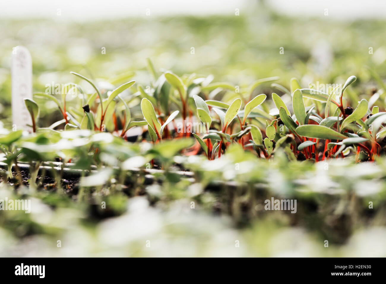 Micro leaves and seedlings growing. Surface view. Stock Photo