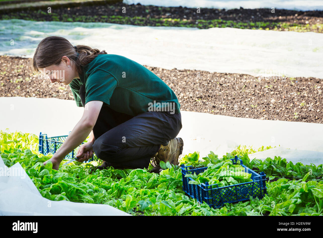 A woman cutting salad leaves from a crop planted in the ground and protected by fleece. Stock Photo