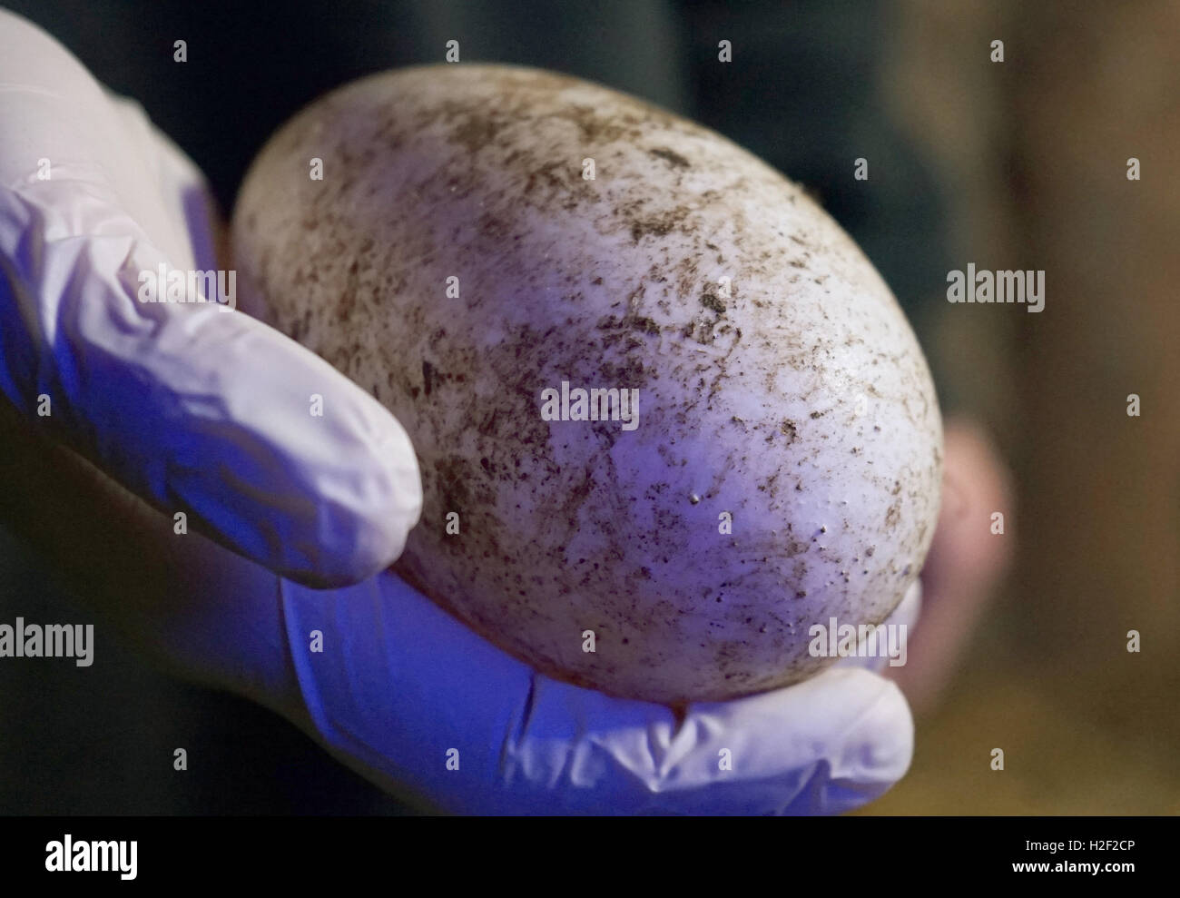 Kiwi bird egg hi-res stock photography and images - Alamy