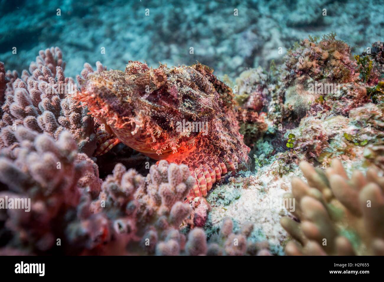 Synanceiidae is a family of Actinopterygii, also known as stonefish, stinger, stingfish and ghouls. The most prominent genus of the family is Synanceia. Its species are known to have the most potent neurotoxins of all the fish venoms. (Photo from July 2015 | usage worldwide Stock Photo