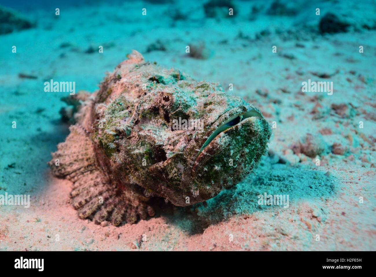 Synanceiidae is a family of Actinopterygii, also known as stonefish, stinger, stingfish and ghouls. The most prominent genus of the family is Synanceia. Its species are known to have the most potent neurotoxins of all the fish venoms. (Photo from Oct. 2013 | usage worldwide Stock Photo