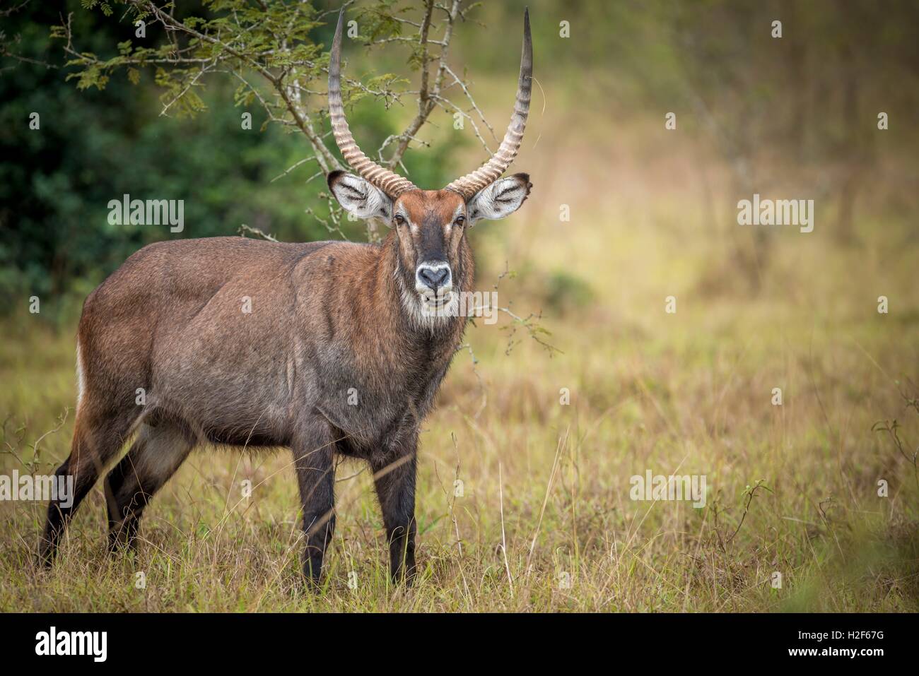 The Waterbuck is a large antelope found widely in Sub-Saharan Africa. Defassa Waterbuck (Kobus ellipsyprymnus defassa) are found in all suitable habitats in all four of Uganda's Savannah national parks. (Photo from Feb. 2015) | usage worldwide Stock Photo