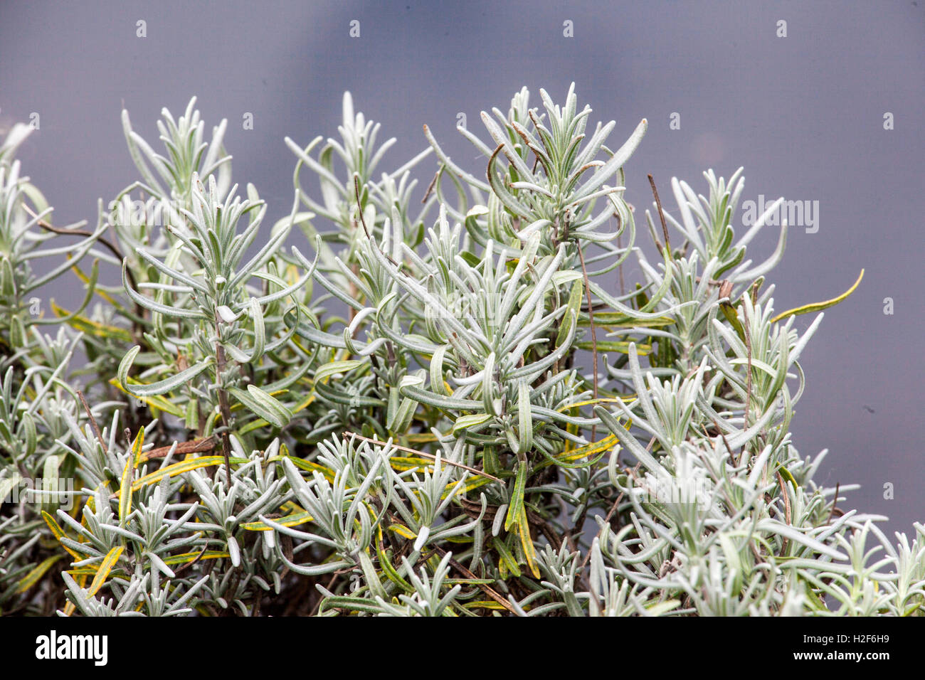lavender without flowers stock photo 122036357 alamy