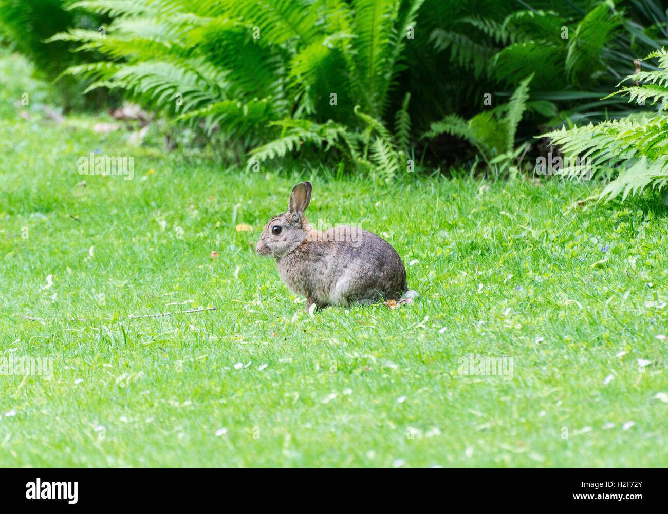 wild rabbit in the park Stock Photo